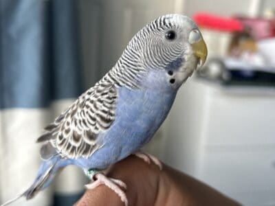 Parakeet couple