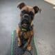Male boxer