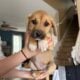 Retriever Mastiff/ Great Pyrenees puppies