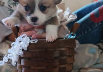 Pembroke welsh corgi puppies
