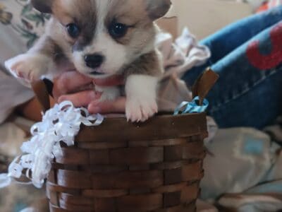 Pembroke welsh corgi puppies