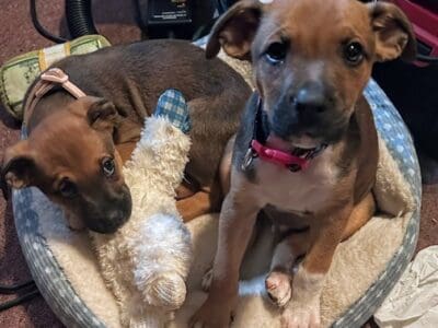 2 puppies boy and girl boxer/blue heeler