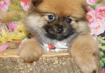 Chicago Pomeranian Babies. Super Smart!!!