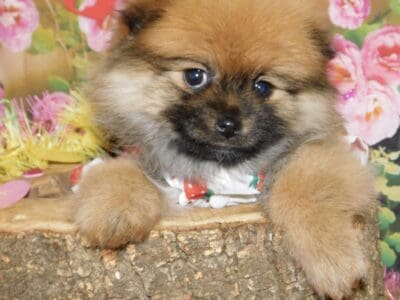 Chicago Pomeranian Babies. Super Smart!!!