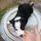 Border collie babies