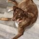 Sweet Aussie Mix Needs a Loving Home
