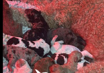 Goldendoodles 🐶 Puppies