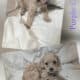 Cockapoo Puppies 🐶 😍