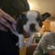 Boston Terrier Puppies