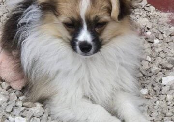 Male Papillon