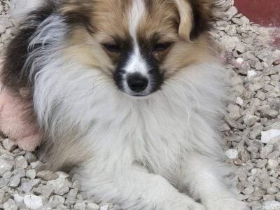 Male Papillon