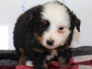Mini Berniedoodles pups