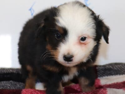 Mini Berniedoodles pups