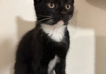 Domestic shorthair kittens for sell!