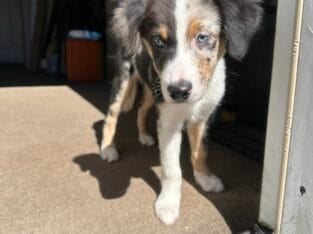 mini aussie pups