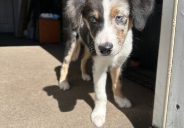 mini aussie pups