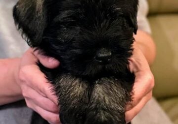 Standard Schnauzer Puppies – 5 Males Available!