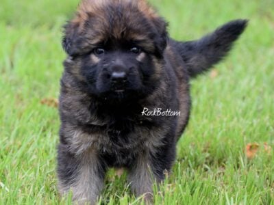 Addie