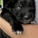 Australian Shepard #3