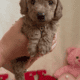 Sweet Mini Doodles – Ready for New Homes