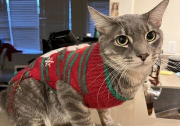 Cute Tabby Cat Mr. Brown