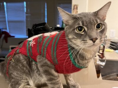 Cute Tabby Cat Mr. Brown