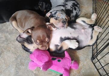 American Pocket Bully Puppies
