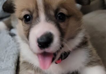 Pembroke Welsh Corgi