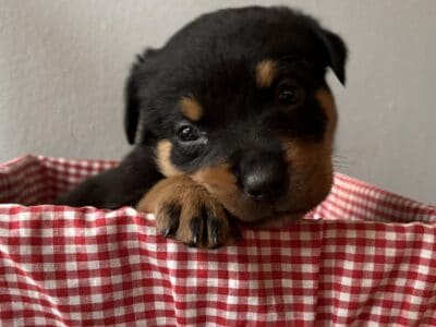 Purebred Rottweiler Puppies