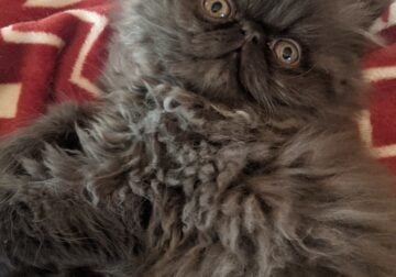 Persian kitten