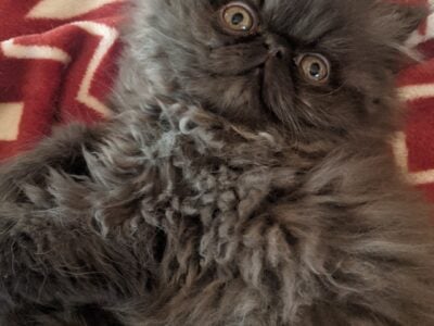 Persian kitten