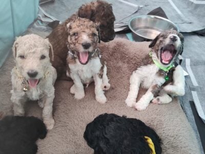 AKC standard poodles