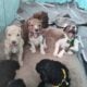 AKC standard poodles