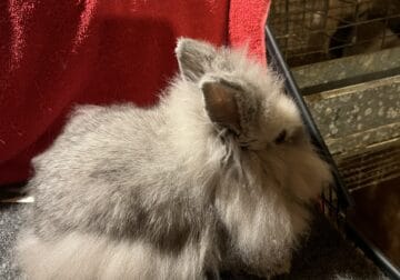 Lionhead Doe 4 months old