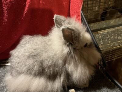 Lionhead Doe 4 months old