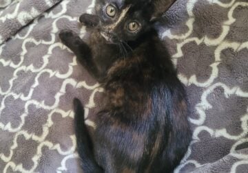 Tabby Kitten for adoption