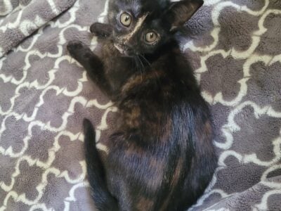 Tabby Kitten for adoption