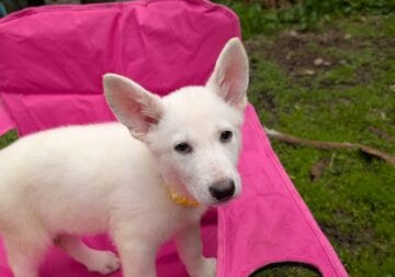 White German Shepards