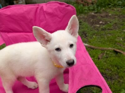 White German Shepards