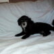Nike- MaltiPoo male, non-shedding, very smart