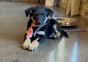 Belgian Malinois / Border Collie Pups in MN