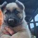 German shepherd puppies
