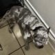 Merle Frenchie