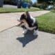 Female corgi pup – Reese