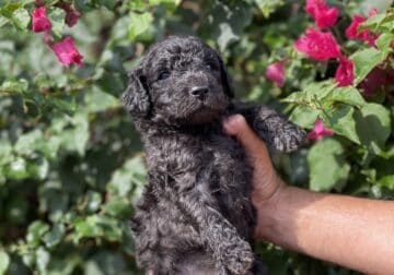 Beautiful goldendoodle puppies