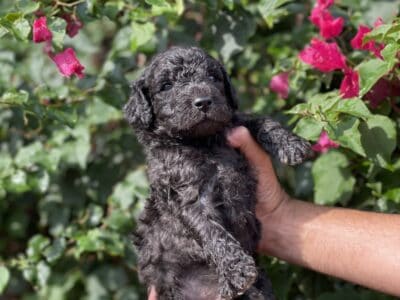 Beautiful goldendoodle puppies