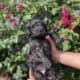 Beautiful goldendoodle puppies