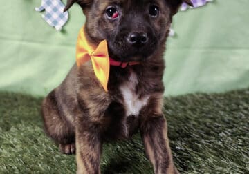 puppy $75 male small