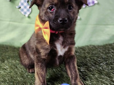 puppy $75 male small