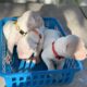 Dogo Argentino